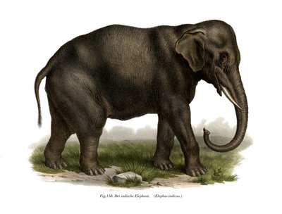 Indischer Elefant von German School